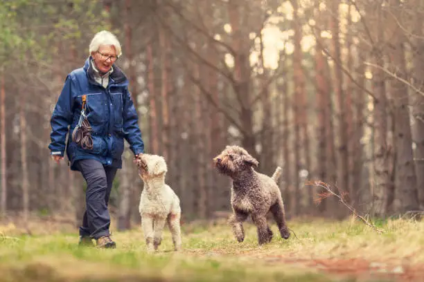 A woman out walking with two playful dogs (Lagotto romagnolo) in a spring forest.