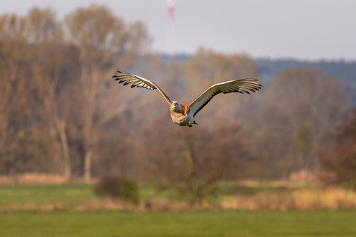 A Great Bustard, frightened by a white-tailed eagle, flies towards the observation tower - photographed by the Belziger Landschaftswiesen, Bezig, Germany