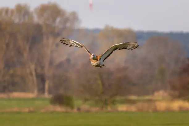 A Great Bustard, frightened by a white-tailed eagle, flies towards the observation tower - photographed by the Belziger Landschaftswiesen, Bezig, Germany