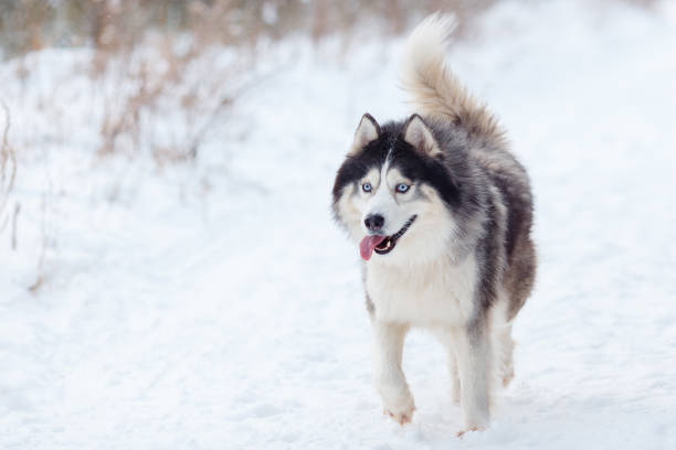istock Husky in the winter forest 917159116
