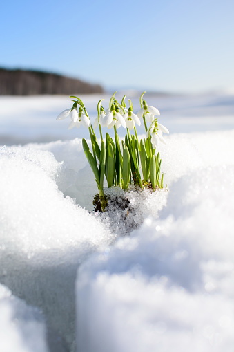 Snowdrops rising from the snow and ice to announce spring