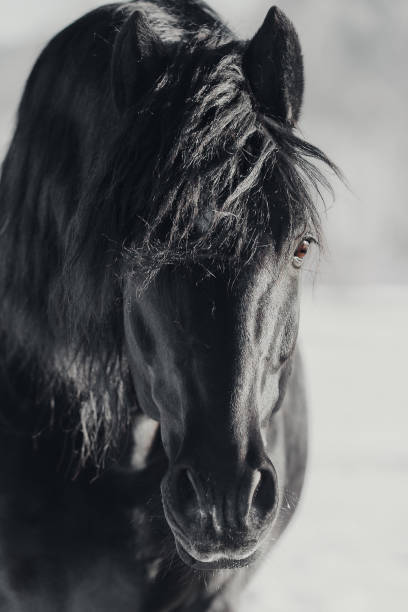 istock Portrait of a powerful black horse 917159246