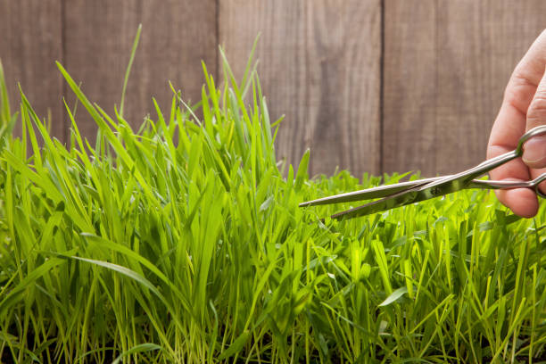 istock Man cuts grass for lawn with scissors, fresh cut lawn 917160078