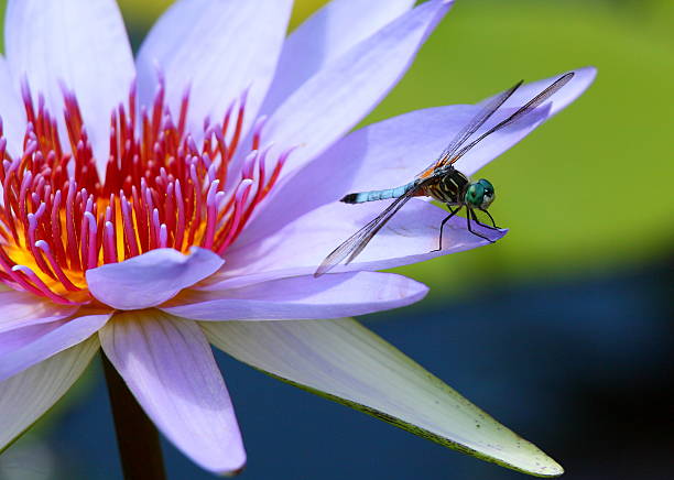 istock lotus, water lily, Dragonfly 91716052