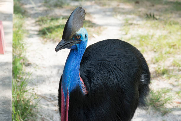 ptak cassowary - beak bird blue cassowary zdjęcia i obrazy z banku zdjęć