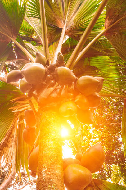 istock Branches of coconut palms under blue sky and sun 917162952