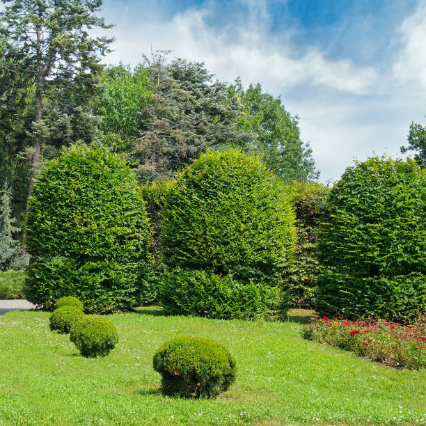 istock Summer park,hedge, green meadow and blue sky 917162968