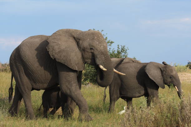istock Elephants of Okavango delta 917163024