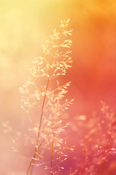 istock summer and spring template. Summer and spring nature  herbal  background 917163622