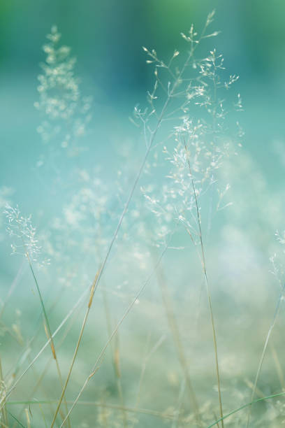 istock herbal background In gently blue And light green blurred tones.summer and spring template 917163628