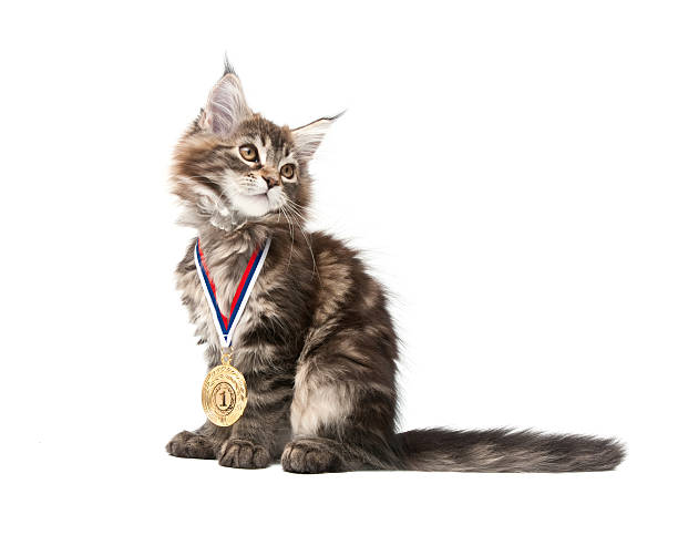 mascota pequeña de medalla de oro - ribbon award perfection winning fotografías e imágenes de stock