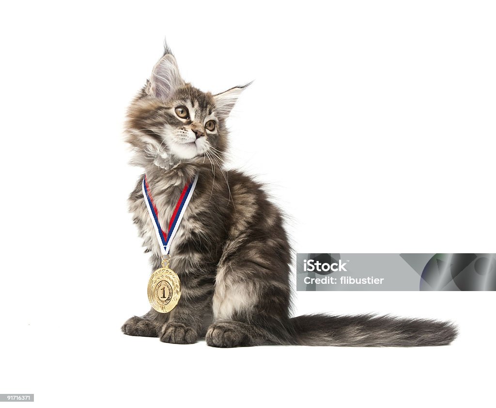 small kitten with gold medal - Royaltyfri Tamkatt Bildbanksbilder