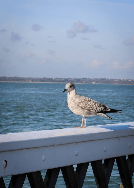 istock Yarmouth Isle of wight 917164240