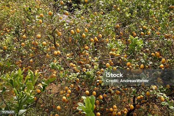 Große Zitronen In Zitronenbaum Stockfoto und mehr Bilder von Ast - Pflanzenbestandteil - Ast - Pflanzenbestandteil, Baum, Blatt - Pflanzenbestandteile
