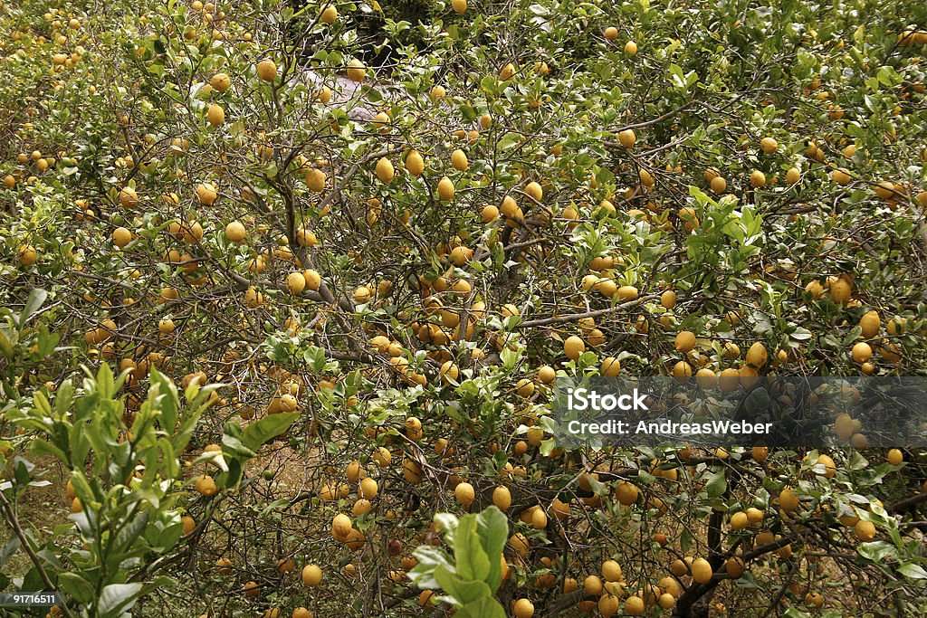 Grande Limoni in un Albero di limone - Foto stock royalty-free di Acido ascorbico