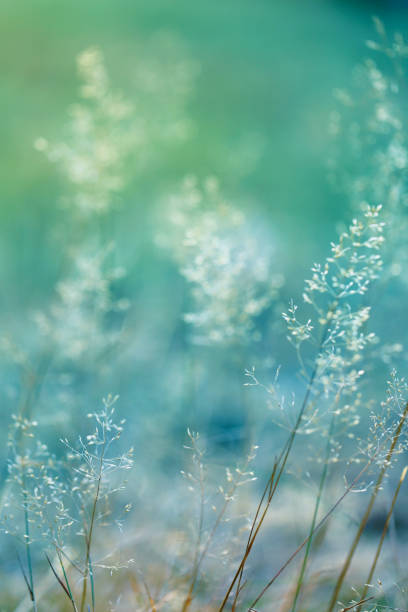 istock summer and spring template herbal background In gently blue And light green blurred tones. Summer and spring nature background 917166440