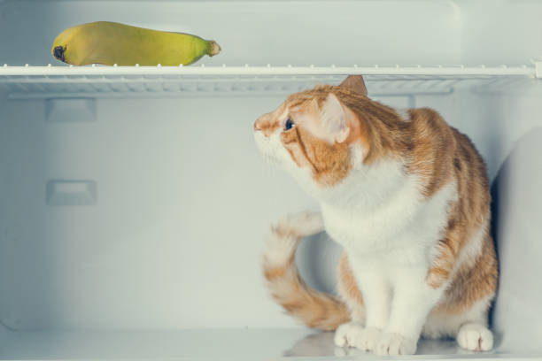 istock Red little kitten in the fridge with banana 917166678