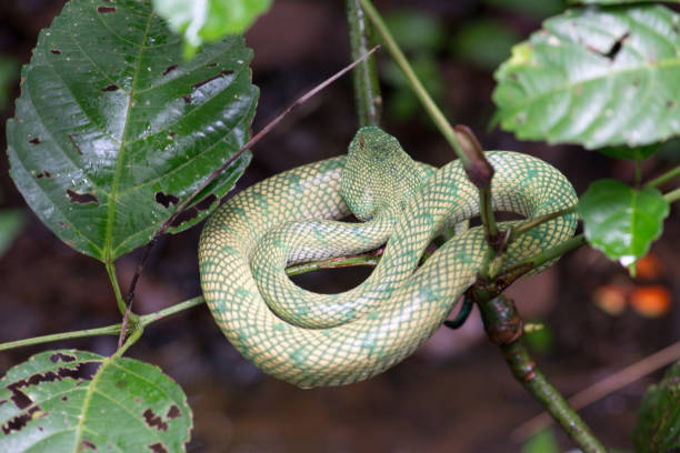 istock Waglers green pit viper snake 917166824