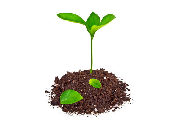 istock Young plant with fallen leaves and humus isolated on white background 917167192