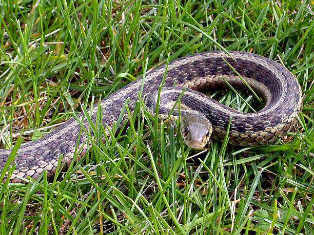 istock Garter snake in the grass 91716786