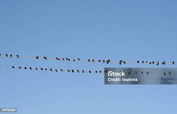 Vögel Auf Draht Stockfoto und mehr Bilder von Vogelschwarm - Vogelschwarm, Bildhintergrund, Blau