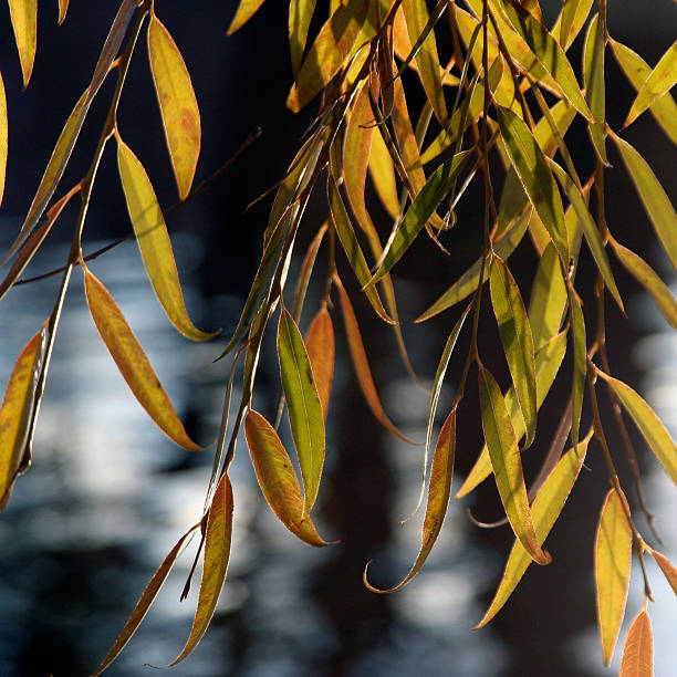 sauce llorón hojas - willow leaf weeping willow willow tree tree fotografías e imágenes de stock