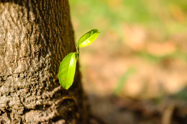istock Dichotomous branching young leaves 917170512
