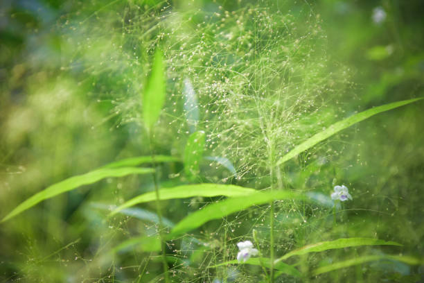 istock Beautiful Green Flowers in nature background. select focus 917170804