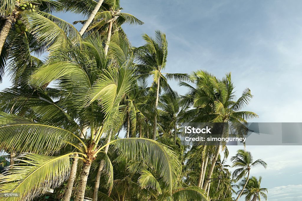 boracay tropical Palma árvores Filipinas - Royalty-free Acima Foto de stock