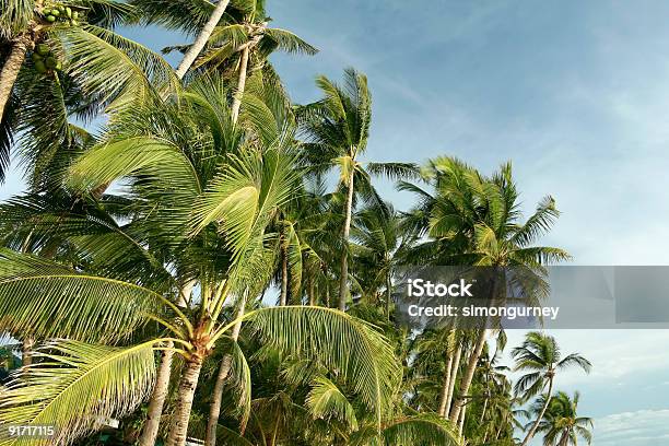 Boracay Tropical Palma Árvores Filipinas - Fotografias de stock e mais imagens de Acima - Acima, Céu claro, Palmeira