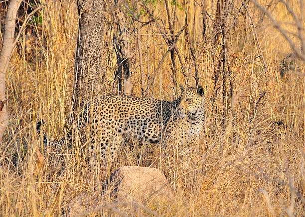 Leopard stock photo