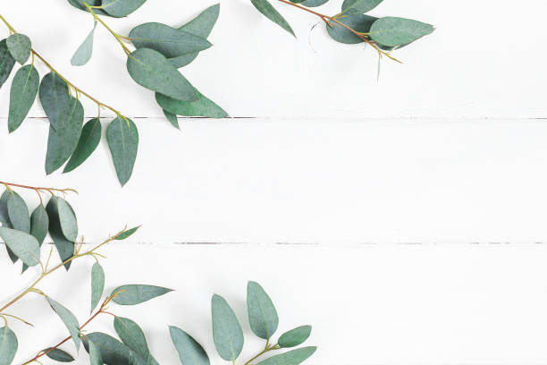 eucalipto hojas sobre fondo blanco. vista plana endecha, superior - enfoque de objetos sobre la mesa fotos fotografías e imágenes de stock