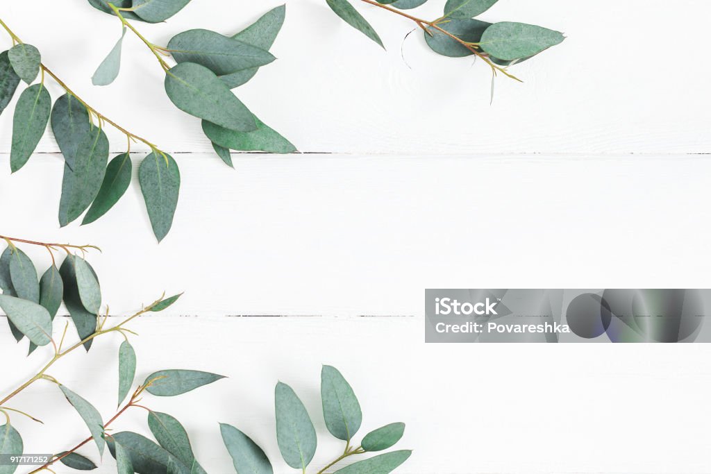 Eucalyptus leaves on white background. Flat lay, top view Eucalyptus leaves on white background. Frame made of eucalyptus branches. Flat lay, top view, copy space Backgrounds Stock Photo
