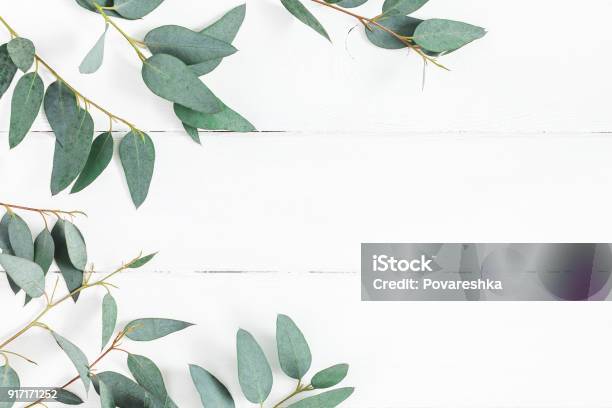 Eucalyptus Leaves On White Background Flat Lay Top View Stock Photo - Download Image Now