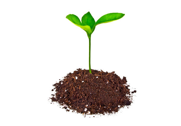 istock Young plant with humus isolated on white background 917173764