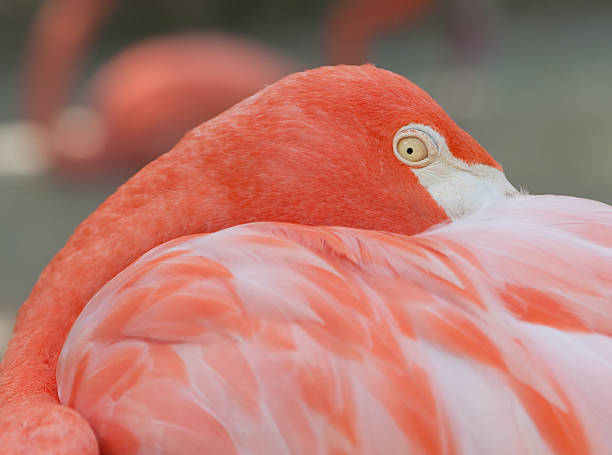 istock American Flamingo 91717388