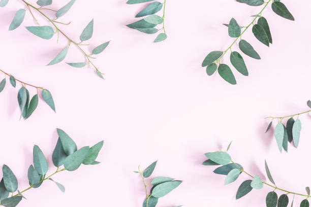 istock Eucalyptus leaves on pink background. Flat lay, top view 917174286