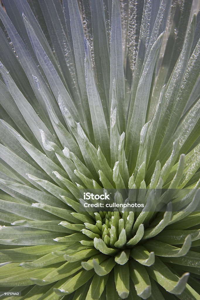 Silversword - Foto de stock de Argyroxiphium Sandwicense royalty-free