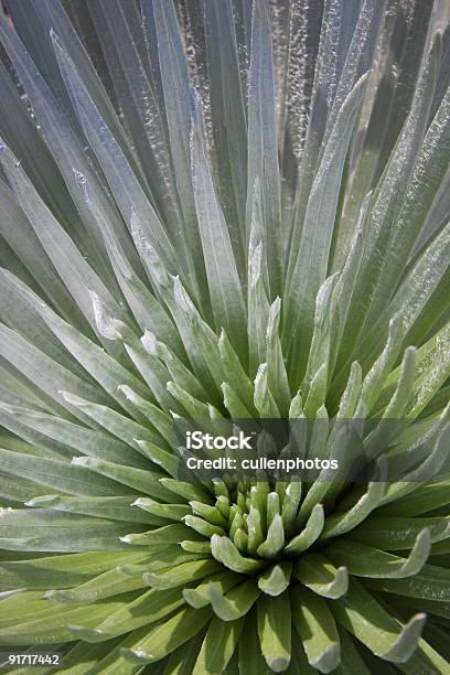 Foto de Silversword e mais fotos de stock de Argyroxiphium Sandwicense - Argyroxiphium Sandwicense, Clima árido, Dia