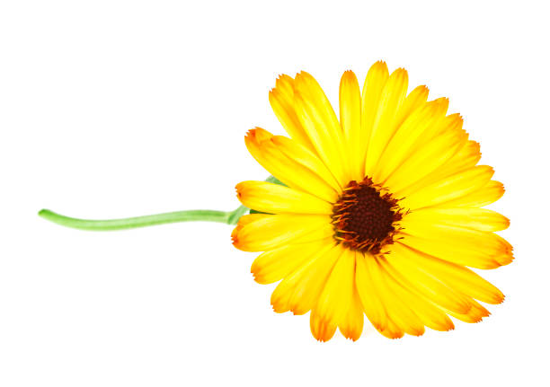 istock Calendula. Marigold flower with leaves isolated on a white background 917174878