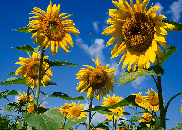 Sunflower tease stock photo