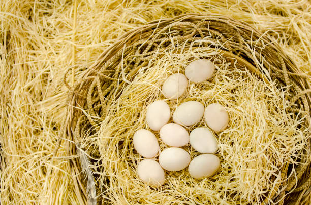 istock Eggs in the nest arranged for natural decoration 917177422