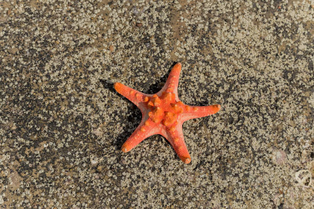 istock Summer background with red starfish on sea tropical sand beach 917177776