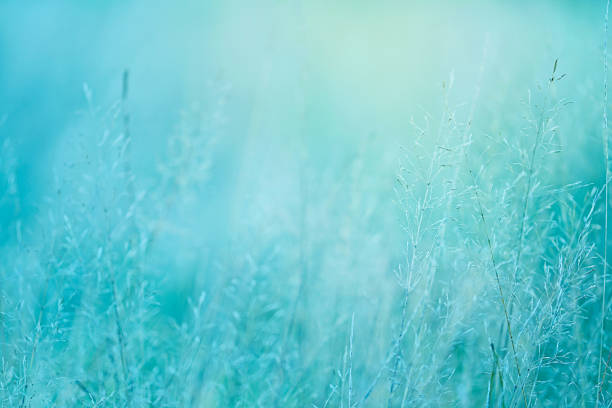 istock template herbal background In gently blue blurred tones. gently blue abstract nature background. 917177980
