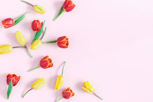 istock Tulip flowers on pink background. Flat lay, top view 917178004