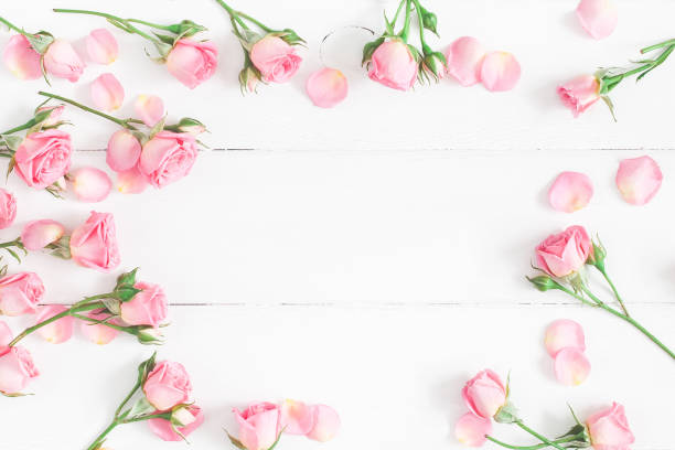 istock Pink rose flowers on white background. Flat lay, top view 917178092
