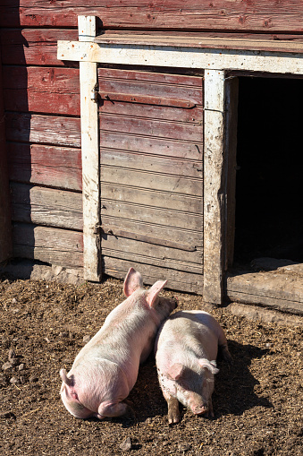 Pigs that rests outside the sty