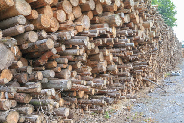 istock Lumberyard in Vielsalm, Belgium 917178214