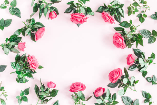 istock Pink rose flowers on pink background. Flat lay, top view 917180368