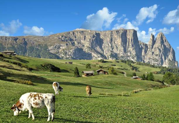 Seiser Alm or Alpe di Siusi -  with Sassolungo - Langkofel mountain group in background during springtime in the Dolomites. Yellow spring flowers in the meadows and some wooden chalets sheds on the high plain in the Alps, Trentino Alto Adige, South Tyrol, Italy.